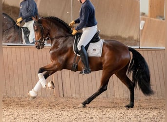 PRE Mix, Mare, 4 years, 16 hh, Brown