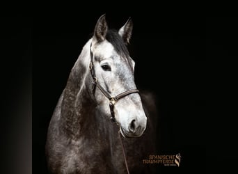 PRE Mix, Mare, 4 years, 16 hh, Gray