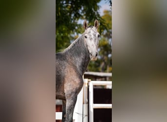 PRE Mix, Mare, 4 years, 16 hh, Gray-Red-Tan