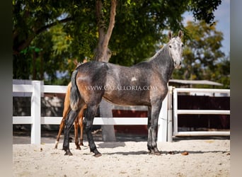 PRE Mix, Mare, 4 years, 16 hh, Gray-Red-Tan
