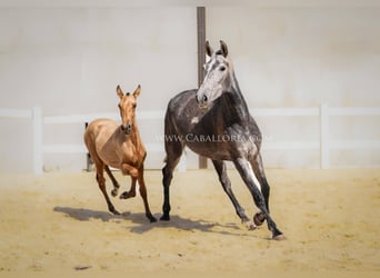 PRE Mix, Mare, 4 years, 16 hh, Gray-Red-Tan