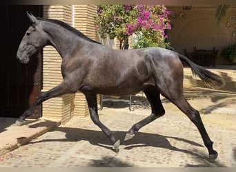 PRE Mix, Mare, 4 years, 16 hh, Grey