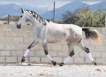 PRE, Mare, 4 years, 16 hh, Grey