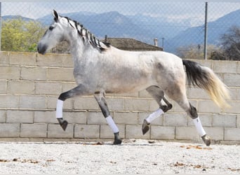 PRE, Mare, 4 years, 16 hh, Grey