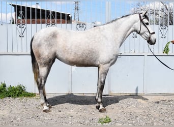 PRE, Mare, 4 years, 16 hh, Grey