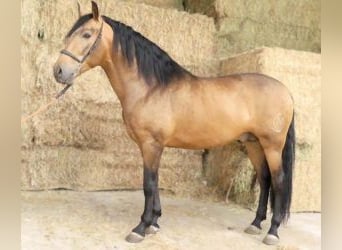 PRE Mix, Mare, 4 years, 16 hh, Overo-all-colors