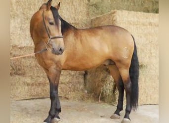 PRE Mix, Mare, 4 years, 16 hh, Overo-all-colors