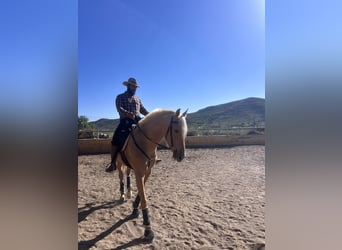PRE, Mare, 4 years, 16 hh, Palomino