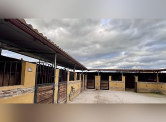 PRE, Mare, 4 years, 16 hh, Palomino