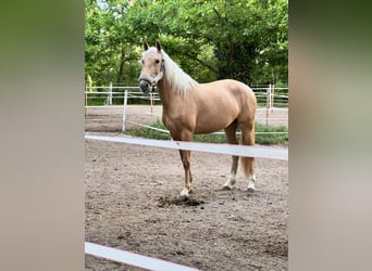 PRE Mix, Mare, 4 years, 16 hh, Palomino