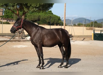 PRE Mix, Mare, 4 years, 16,1 hh, Black