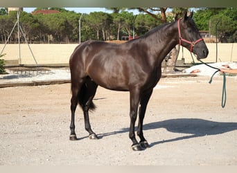 PRE Mix, Mare, 4 years, 16,1 hh, Black