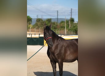 PRE Mix, Mare, 4 years, 16,1 hh, Black