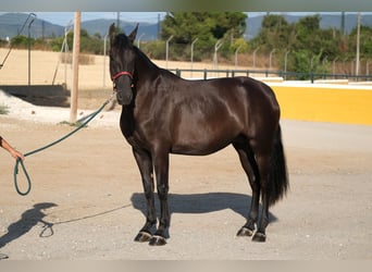 PRE Mix, Mare, 4 years, 16,1 hh, Black