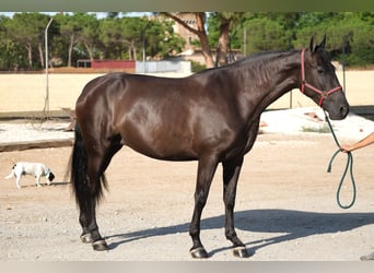 PRE Mix, Mare, 4 years, 16,1 hh, Black