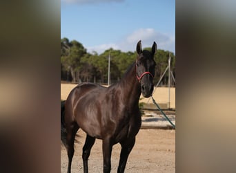 PRE Mix, Mare, 4 years, 16,1 hh, Black