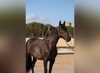 PRE Mix, Mare, 4 years, 16,1 hh, Black