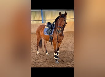 PRE Mix, Mare, 4 years, 16,1 hh, Brown