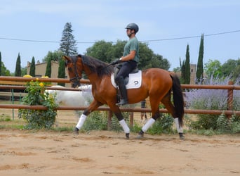 PRE Mix, Mare, 4 years, 16,1 hh, Brown