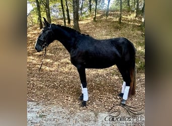 PRE Mix, Mare, 4 years, 16,1 hh