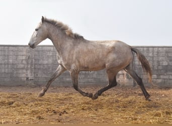 PRE, Mare, 4 years, 16,1 hh, Grey