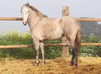 PRE, Mare, 4 years, 16,1 hh, Grey