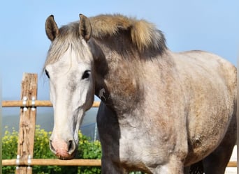 PRE, Mare, 4 years, 16,1 hh, Grey