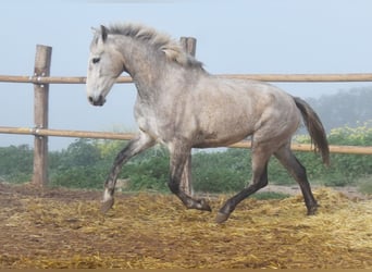 PRE, Mare, 4 years, 16,1 hh, Grey