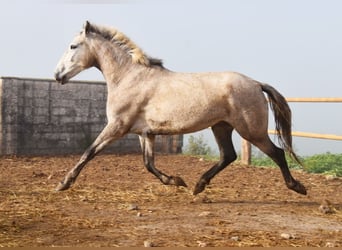 PRE, Mare, 4 years, 16,1 hh, Grey