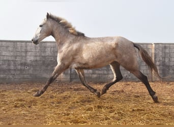 PRE, Mare, 4 years, 16,1 hh, Grey