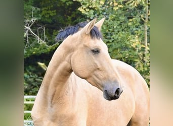 PRE Mix, Mare, 4 years, 16,2 hh, Buckskin