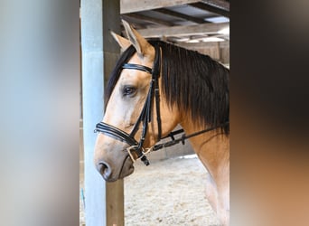 PRE, Mare, 4 years, 16,2 hh, Buckskin