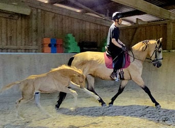 PRE, Mare, 4 years, 16,2 hh, Buckskin