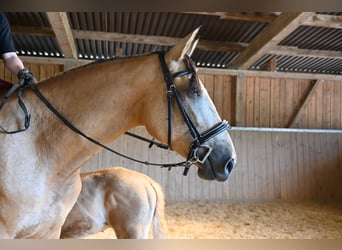 PRE, Mare, 4 years, 16,2 hh, Buckskin