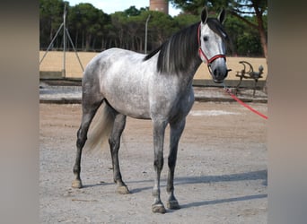 PRE Mix, Mare, 4 years, 16,2 hh, Grey