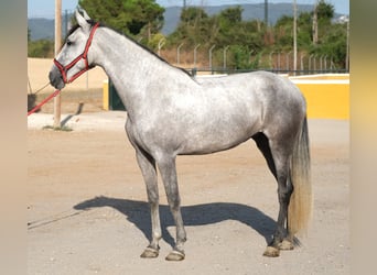 PRE Mix, Mare, 4 years, 16,2 hh, Grey