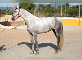 PRE Mix, Mare, 4 years, 16,2 hh, Grey