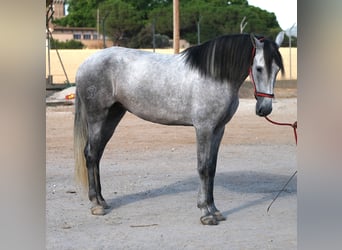 PRE Mix, Mare, 4 years, 16,2 hh, Grey