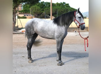 PRE Mix, Mare, 4 years, 16,2 hh, Grey