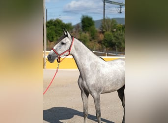 PRE Mix, Mare, 4 years, 16,2 hh, Grey