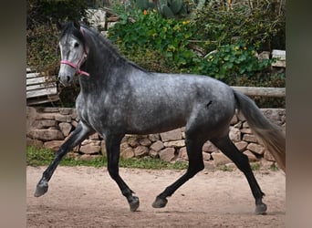 PRE Mix, Mare, 4 years, 16,2 hh, Grey