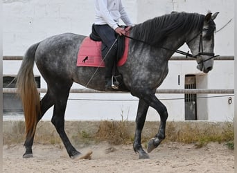 PRE Mix, Mare, 4 years, 16,2 hh, Grey
