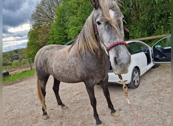 PRE Mix, Mare, 4 years, 17.1 hh, Can be white