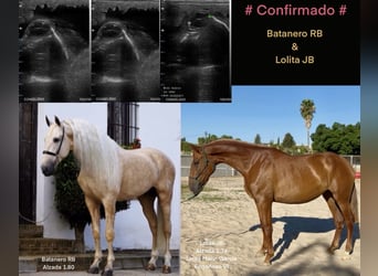 PRE Mix, Mare, 4 years, 17,1 hh, Chestnut-Red