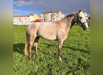 PRE Mix, Mare, 4 years, Gray