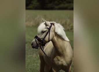 PRE Mix, Mare, 5 years, 13,1 hh, Palomino
