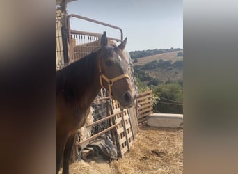 PRE Mix, Mare, 5 years, 14,2 hh, Brown