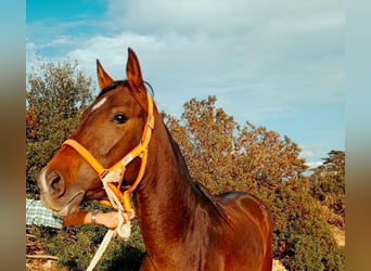 PRE Mix, Mare, 5 years, 14,2 hh, Brown