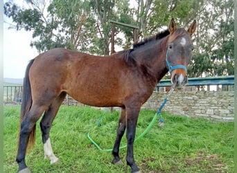 PRE Mix, Mare, 5 years, 14,2 hh, Brown