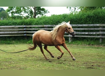 PRE Mix, Mare, 5 years, 14.2 hh, Palomino